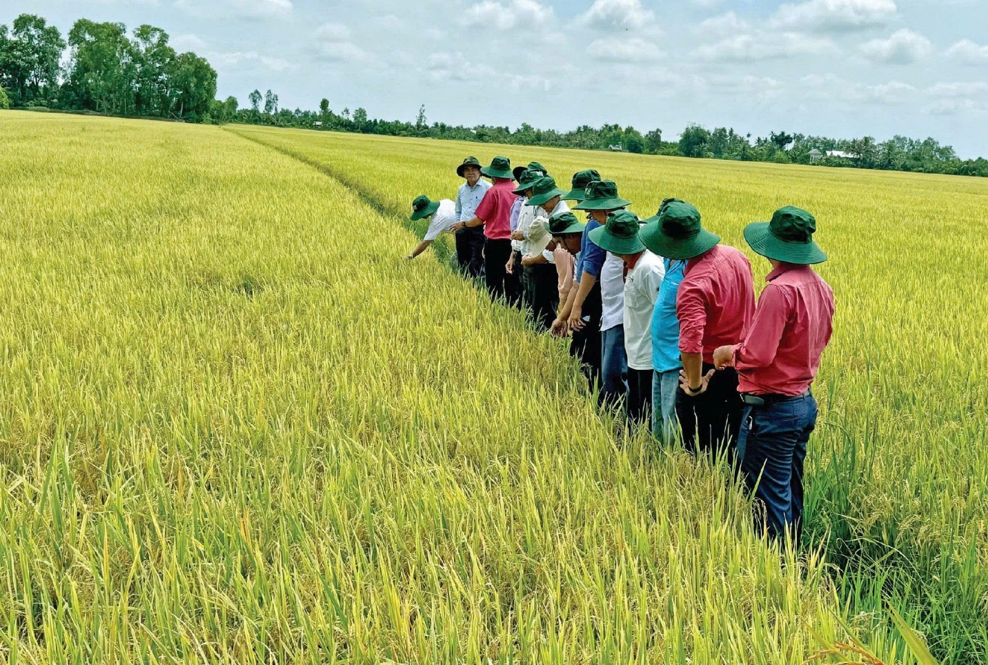 Lãnh đạo ngành nông nghiệp Tiền Giang thăm cánh đồng 150 ha